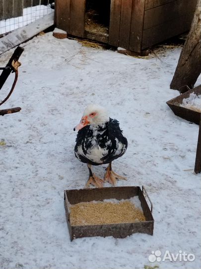 Селезень индоутки