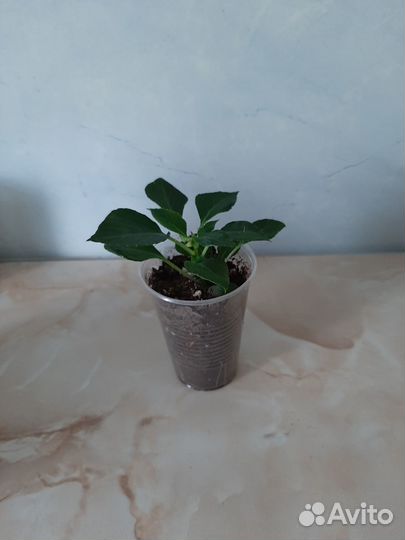 Комнатные цветы Бальзамины или Ванька мокрый