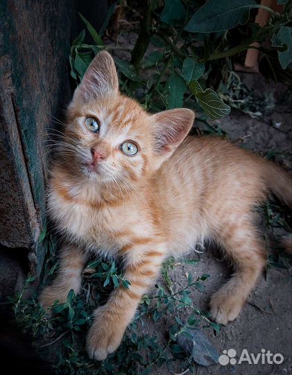 Рыжий котенок в добрые руки