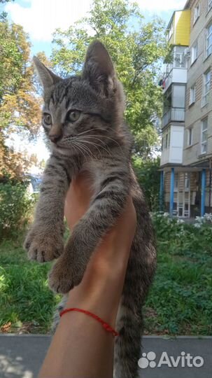 Кошечка в дар
