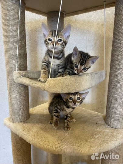 Бенгальские котята