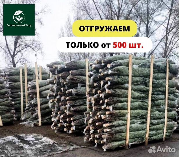 Сосна, живая елка