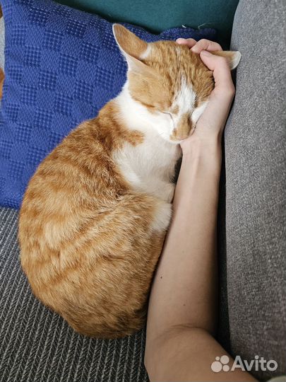 Кот ищет дом