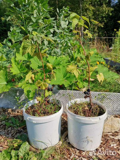 Смородина чёрная 