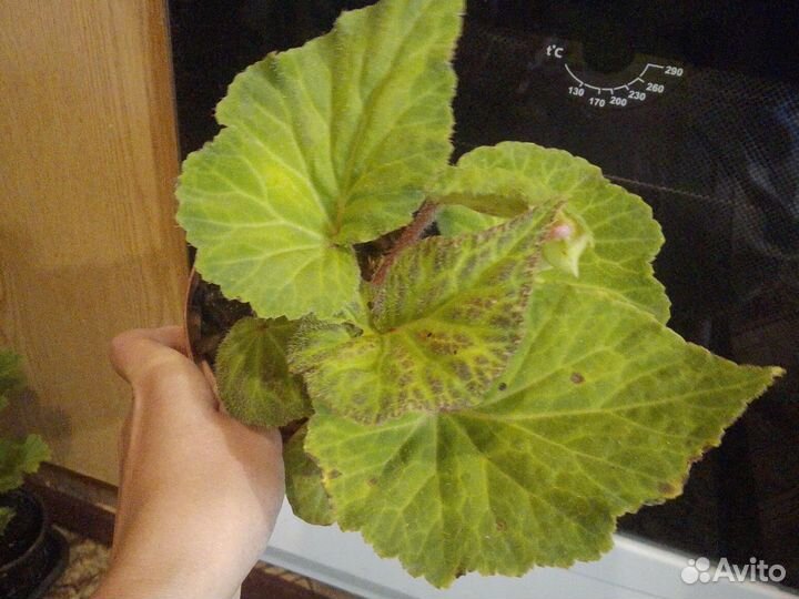 Комнатные растения