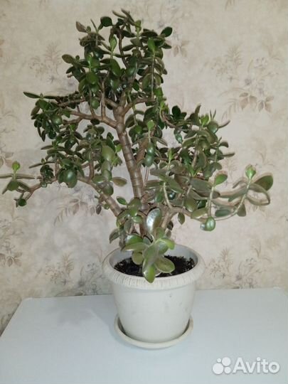 Толстянка, денежное дерево, крассула