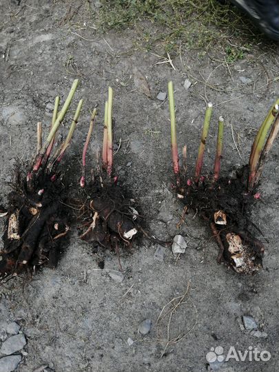 Корни пиона розового