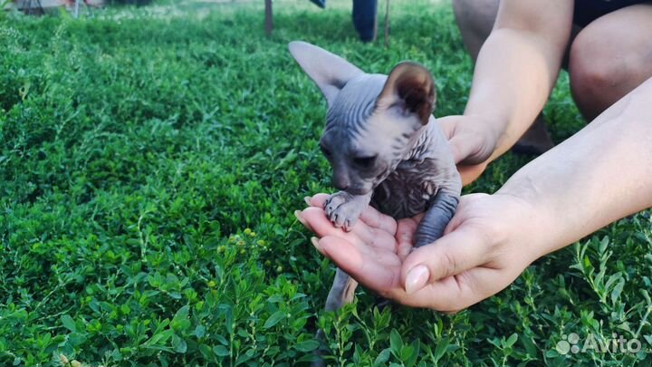 Донской сфинкс котята