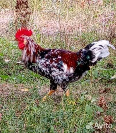 Петух доминант