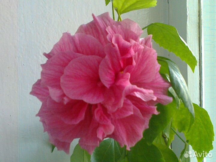 Сортовые гибискусы