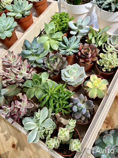 Суккуленты в наличии