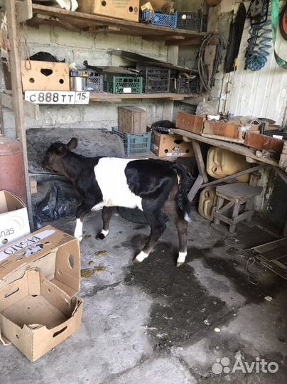 Теленок бычек