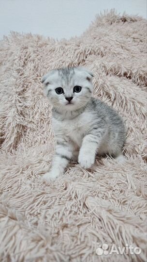 Шотландские вислоухие и прямоухие котята