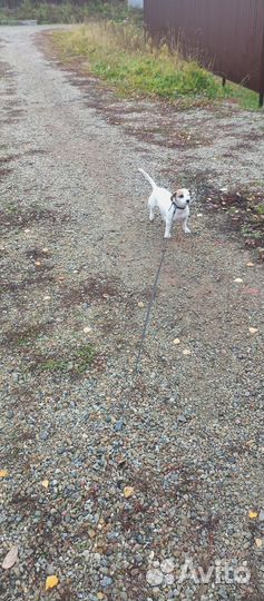 Джек рассел