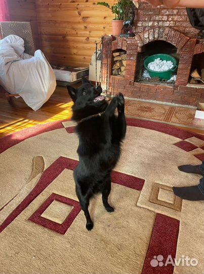 Кобель шипперке для вязки