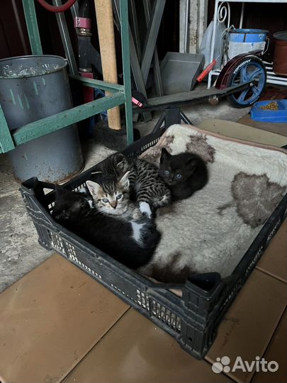 Котята в добрые руки 1 месяц