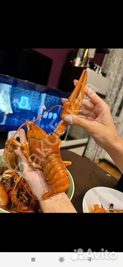 Продам живые раки