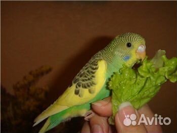 Волнистые малыши домашнего разведения