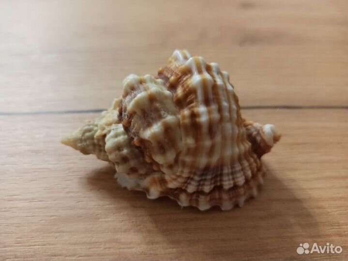 Морская раковина