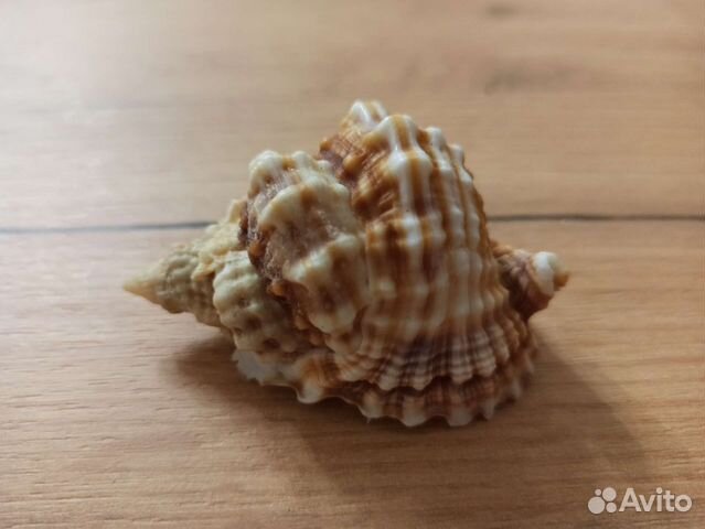 Морская раковина