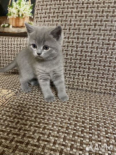 Британская