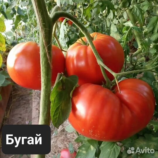 Редкие экзотические сорта томатов излишки