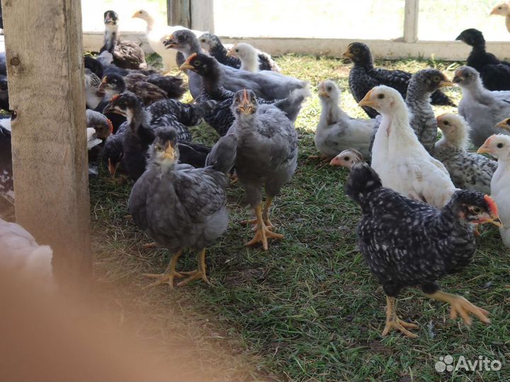 Цыплята Доминант