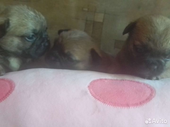 Французский бульдог щенки