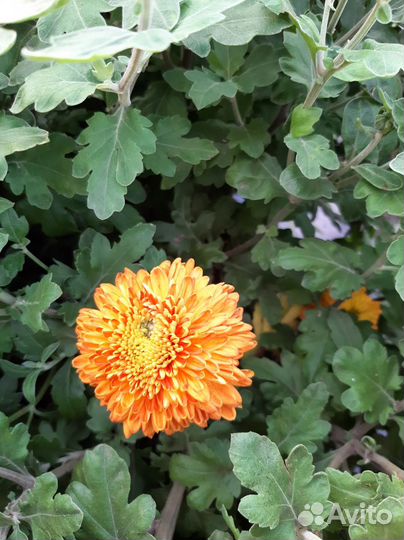 Хризантемы мультифлора