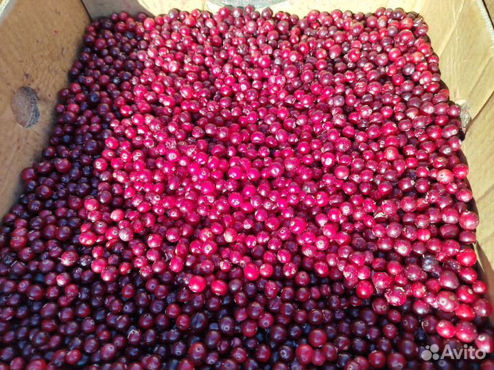 Клюква свежая