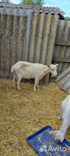 Козы дойные зааненские