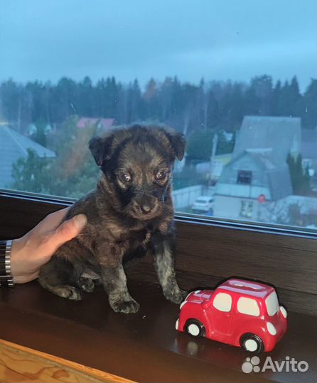 Собаки бесплатно
