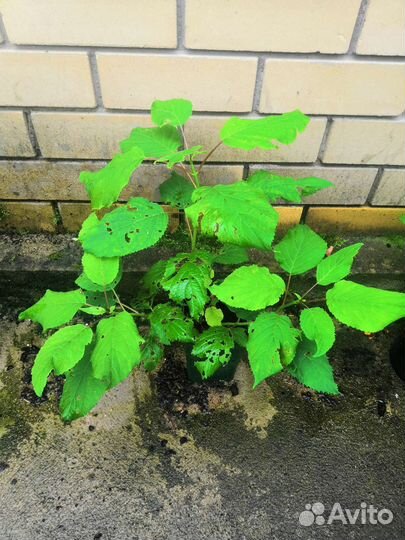 Гортензия древовидная анабель