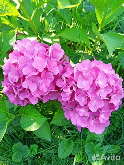 Продаю саженцы гортензии