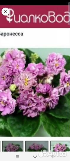 Фиалка набор новинок 20-21 гг