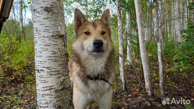 Короб для собаки с щенками