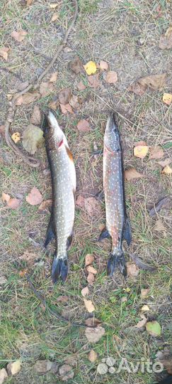 Охота и рыбалка