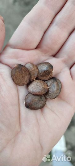 Глициния семена