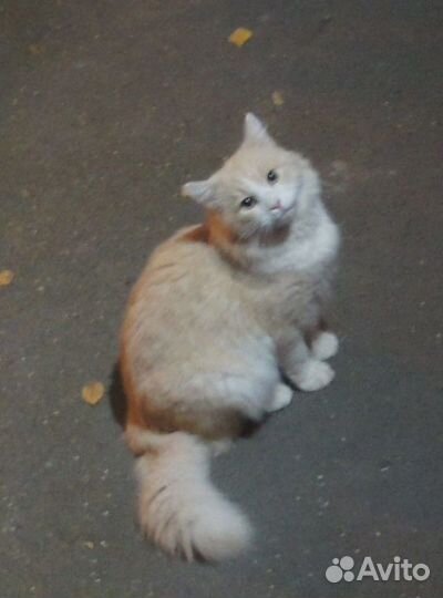 Котик ищет дом