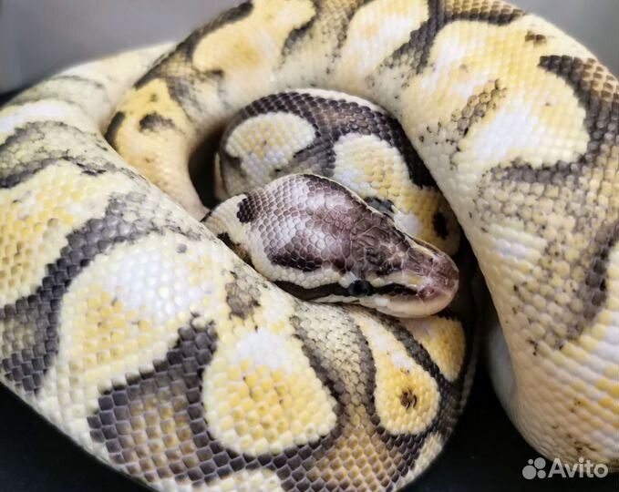 Королевская змея