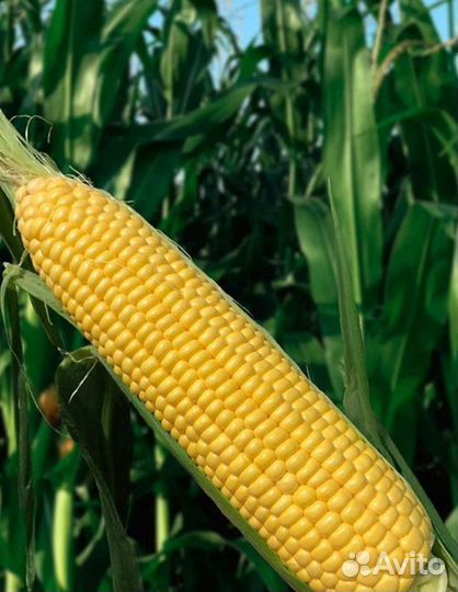 Сладкая кукуруза мегатон