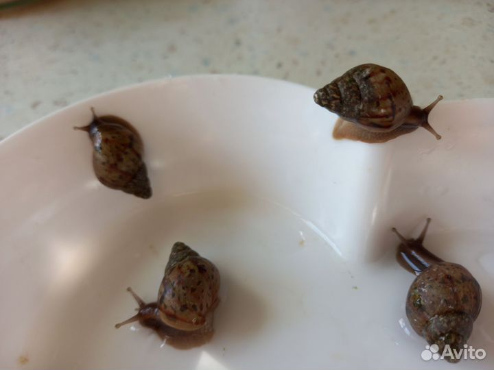 Улитки ахатины