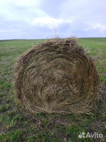 Продам сено в рулонах 250-300