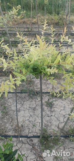 Ива Хакуро Нишики на штамбе