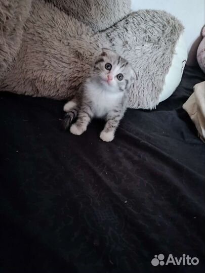 Вислоухие котята отдам