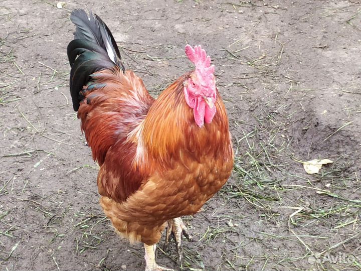 Куры петухи
