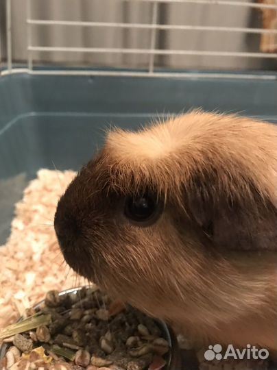 Морская свинка