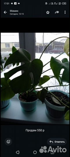 Комнатные цветы