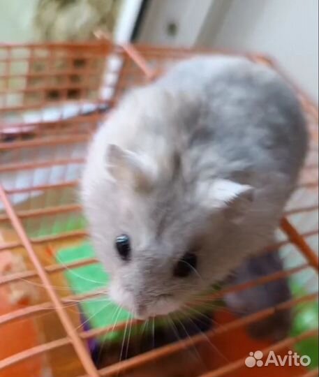 Хомяки джунгарики