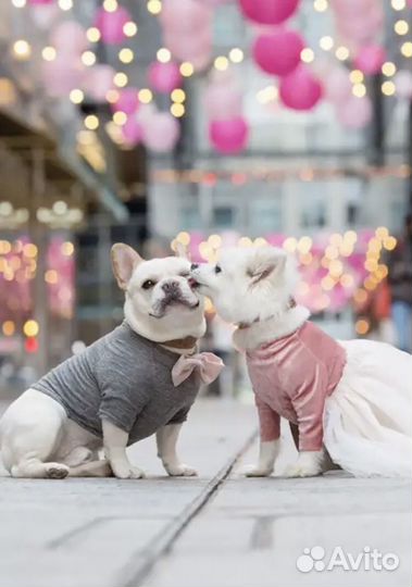 Помощь в вязке собак мини пород (инструктор)